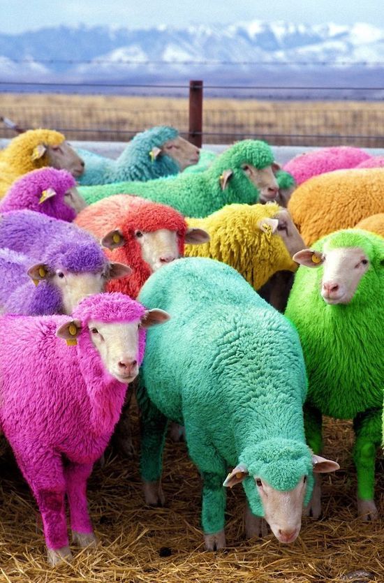 revealing the colorful world of rainbow sheep – The Daily Worlds