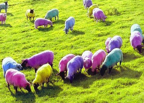 revealing the colorful world of rainbow sheep – The Daily Worlds