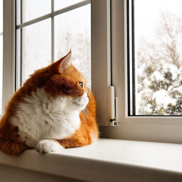 The Snow-Loving Ginger Feline: A Homebody at Heart