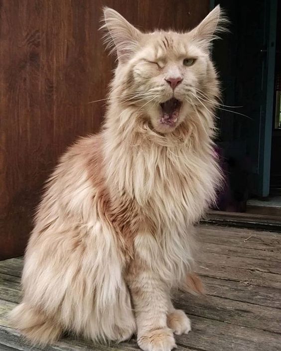 "Meet Lotus: The Majestic Maine Coon Cat, a Massive Ball of Love"