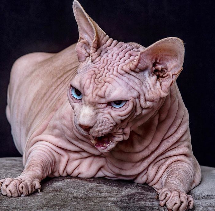 "The Surprisingly Adorable Charisma of a Wrinkled Feline with a Sinister Appearance"