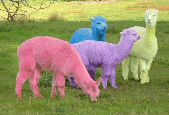 revealing the colorful world of rainbow sheep – The Daily Worlds