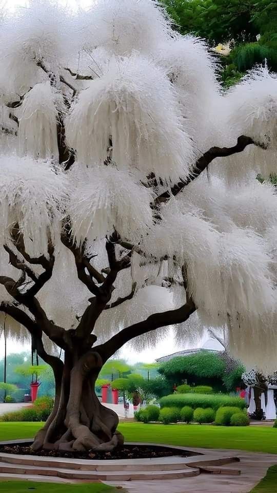 Delving into the mysterious realm of leafless flowering trees – The Daily Worlds