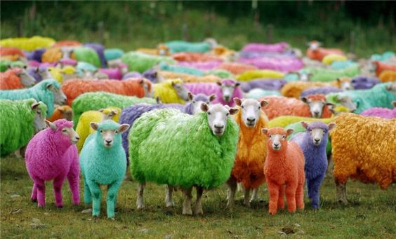 revealing the colorful world of rainbow sheep – The Daily Worlds