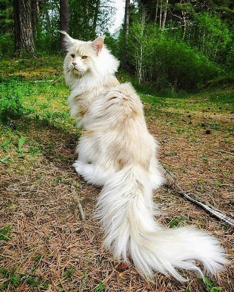 "Meet Lotus: The Majestic Maine Coon Cat, a Massive Ball of Love"