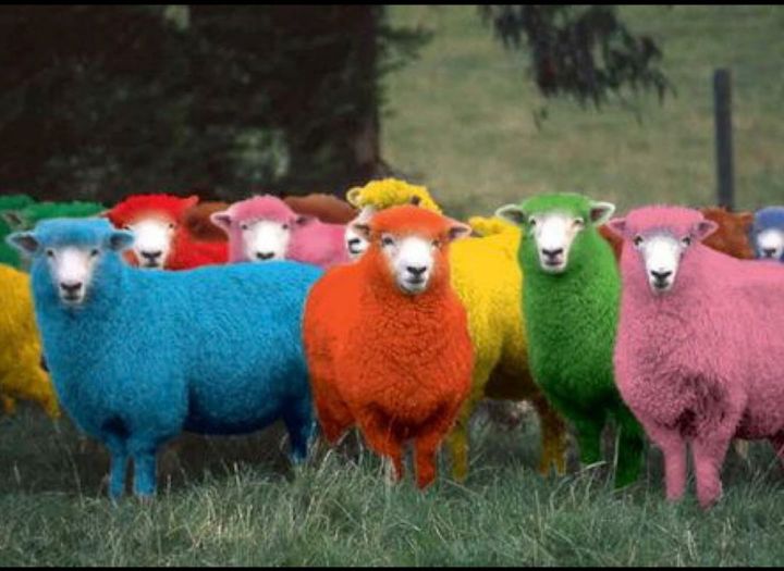 revealing the colorful world of rainbow sheep – The Daily Worlds