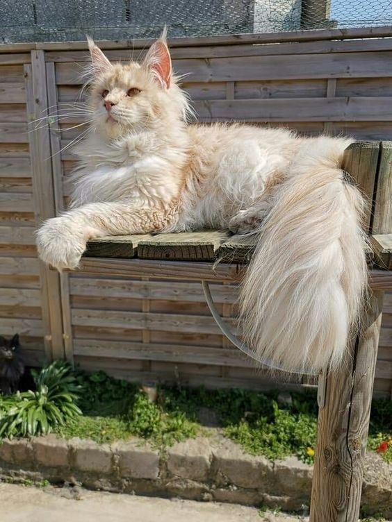 Introducing Lotus: The Magnificent Maine Coon Cat, a Giant Bundle of Affection - amazingmindscape.com