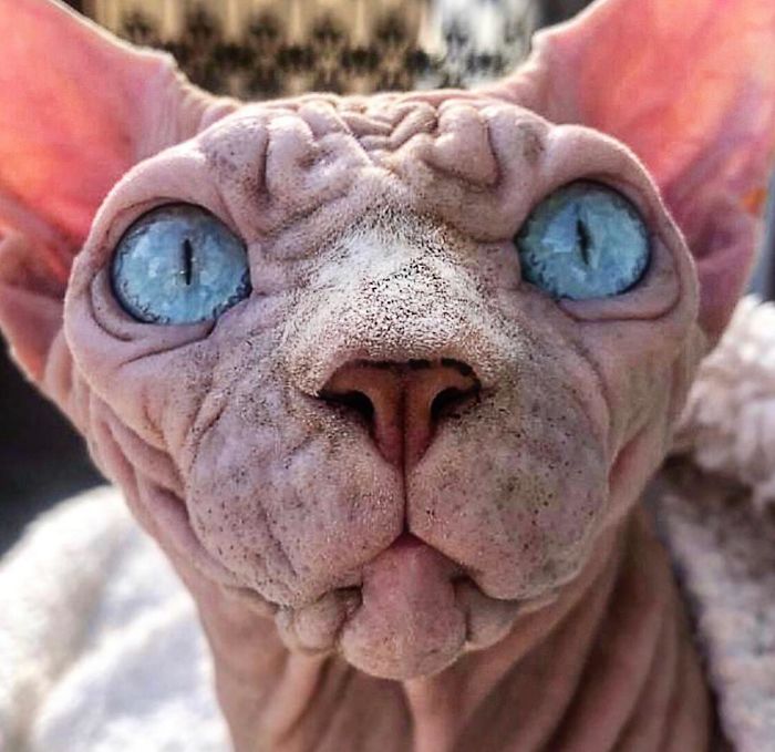 "The Surprisingly Adorable Charisma of a Wrinkled Feline with a Sinister Appearance"