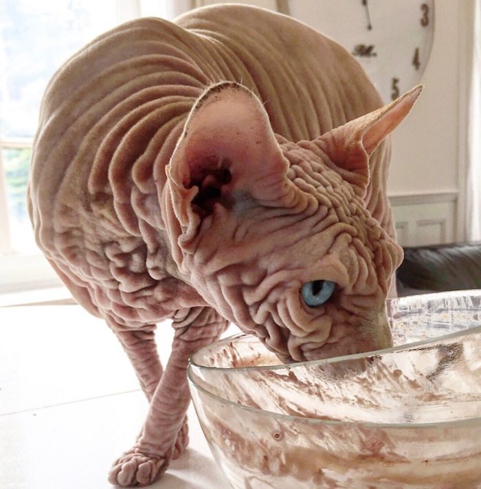 "The Surprisingly Adorable Charisma of a Wrinkled Feline with a Sinister Appearance"