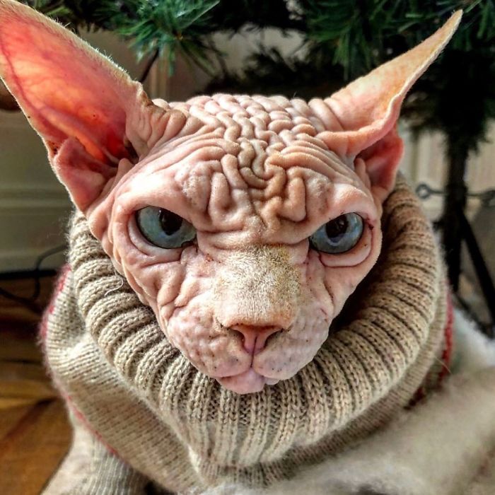 "The Surprisingly Adorable Charisma of a Wrinkled Feline with a Sinister Appearance"