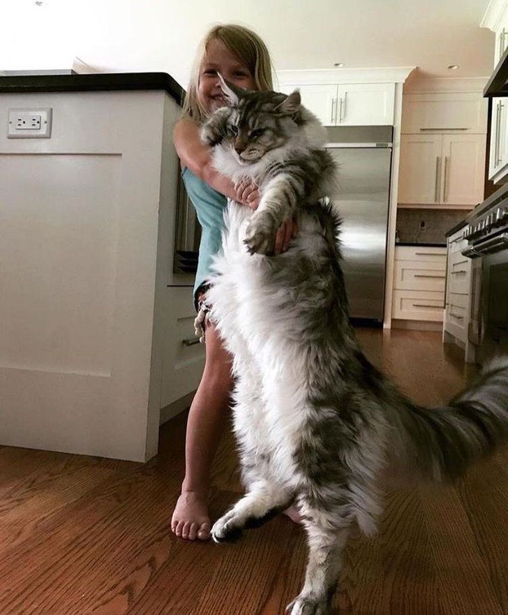 Monarch Cats: Witness the Grandeur of 21 Maine Coons Reigning Over the Feline Realm - amazingmindscape.com