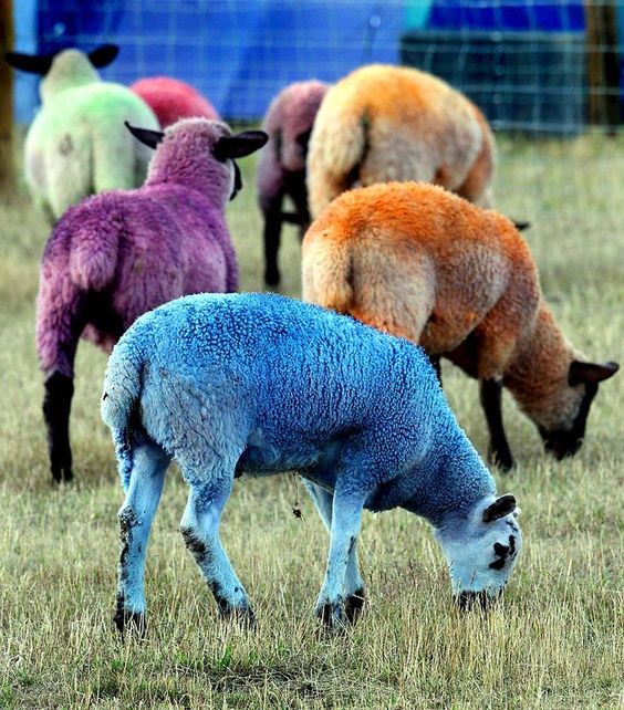 revealing the colorful world of rainbow sheep – The Daily Worlds