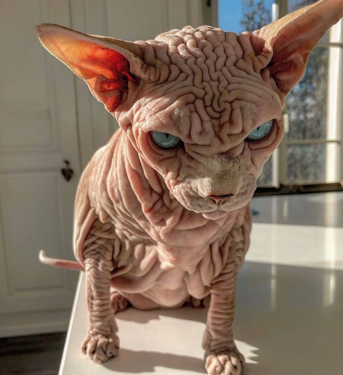 "The Surprisingly Adorable Charisma of a Wrinkled Feline with a Sinister Appearance"