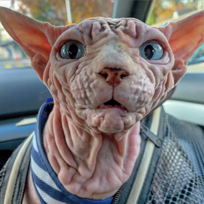 "The Surprisingly Adorable Charisma of a Wrinkled Feline with a Sinister Appearance"