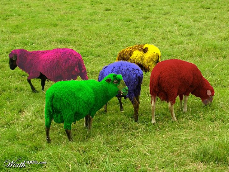 revealing the colorful world of rainbow sheep – The Daily Worlds