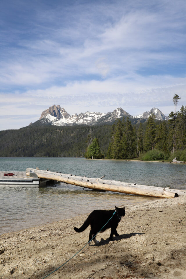 "Outdoor Adventures with Your Feline Friend: Tips from Adventure Cats"