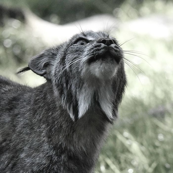 Exploring the Majestic Canada Lynx with Pawprints as Large as a Human Hand - amazingmindscape.com