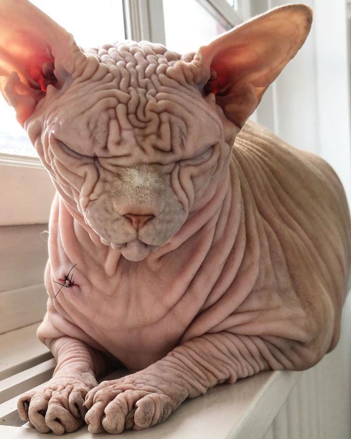 "The Surprisingly Adorable Charisma of a Wrinkled Feline with a Sinister Appearance"