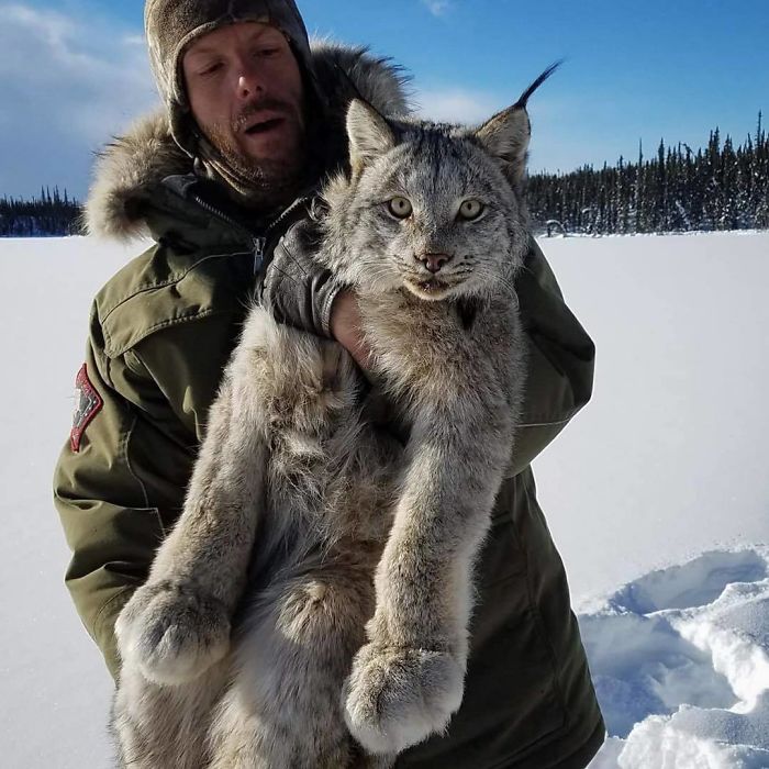 Exploring the Majestic Canada Lynx with Pawprints as Large as a Human Hand - amazingmindscape.com