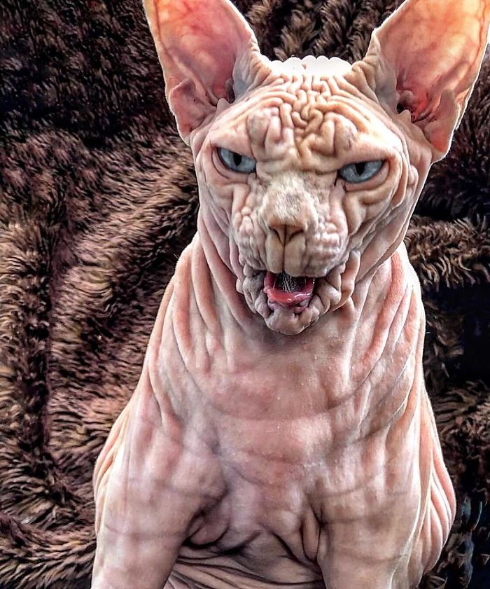 "The Surprisingly Adorable Charisma of a Wrinkled Feline with a Sinister Appearance"