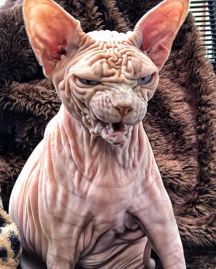 "The Surprisingly Adorable Charisma of a Wrinkled Feline with a Sinister Appearance"