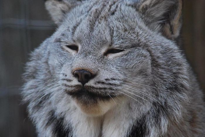 Exploring the Majestic Canada Lynx with Pawprints as Large as a Human Hand - amazingmindscape.com