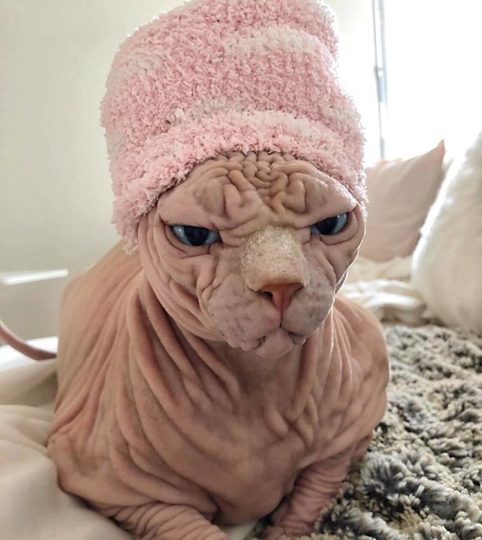 "The Surprisingly Adorable Charisma of a Wrinkled Feline with a Sinister Appearance"