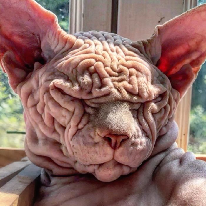 "The Surprisingly Adorable Charisma of a Wrinkled Feline with a Sinister Appearance"