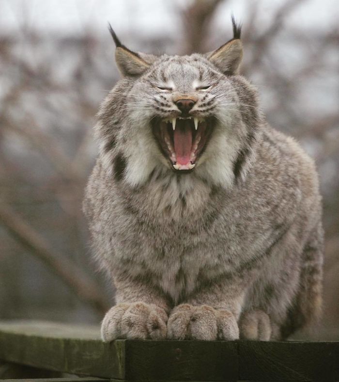 Exploring the Majestic Canada Lynx with Pawprints as Large as a Human Hand - amazingmindscape.com