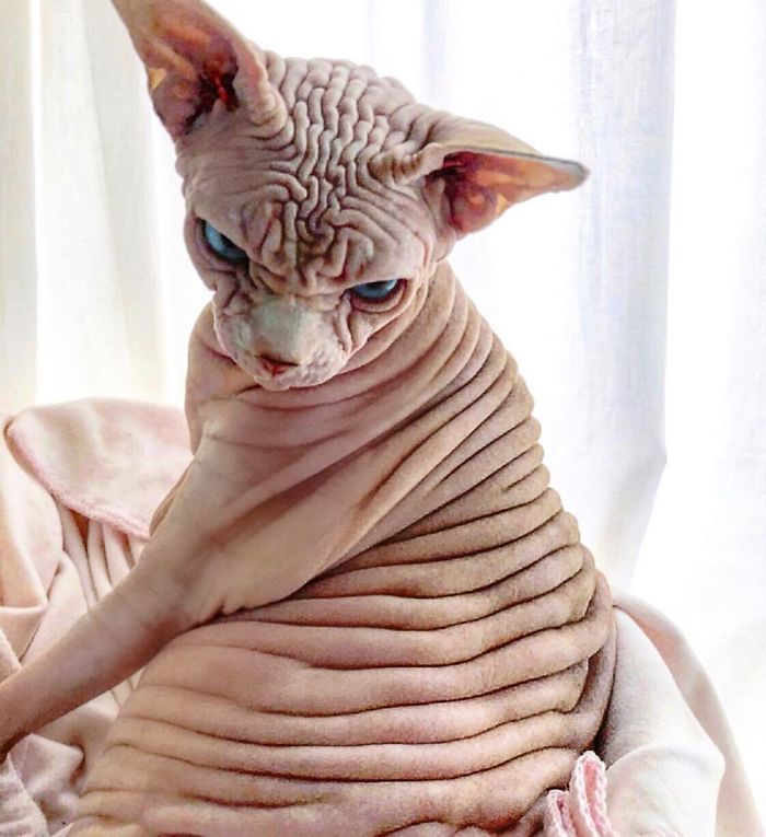 "The Surprisingly Adorable Charisma of a Wrinkled Feline with a Sinister Appearance"