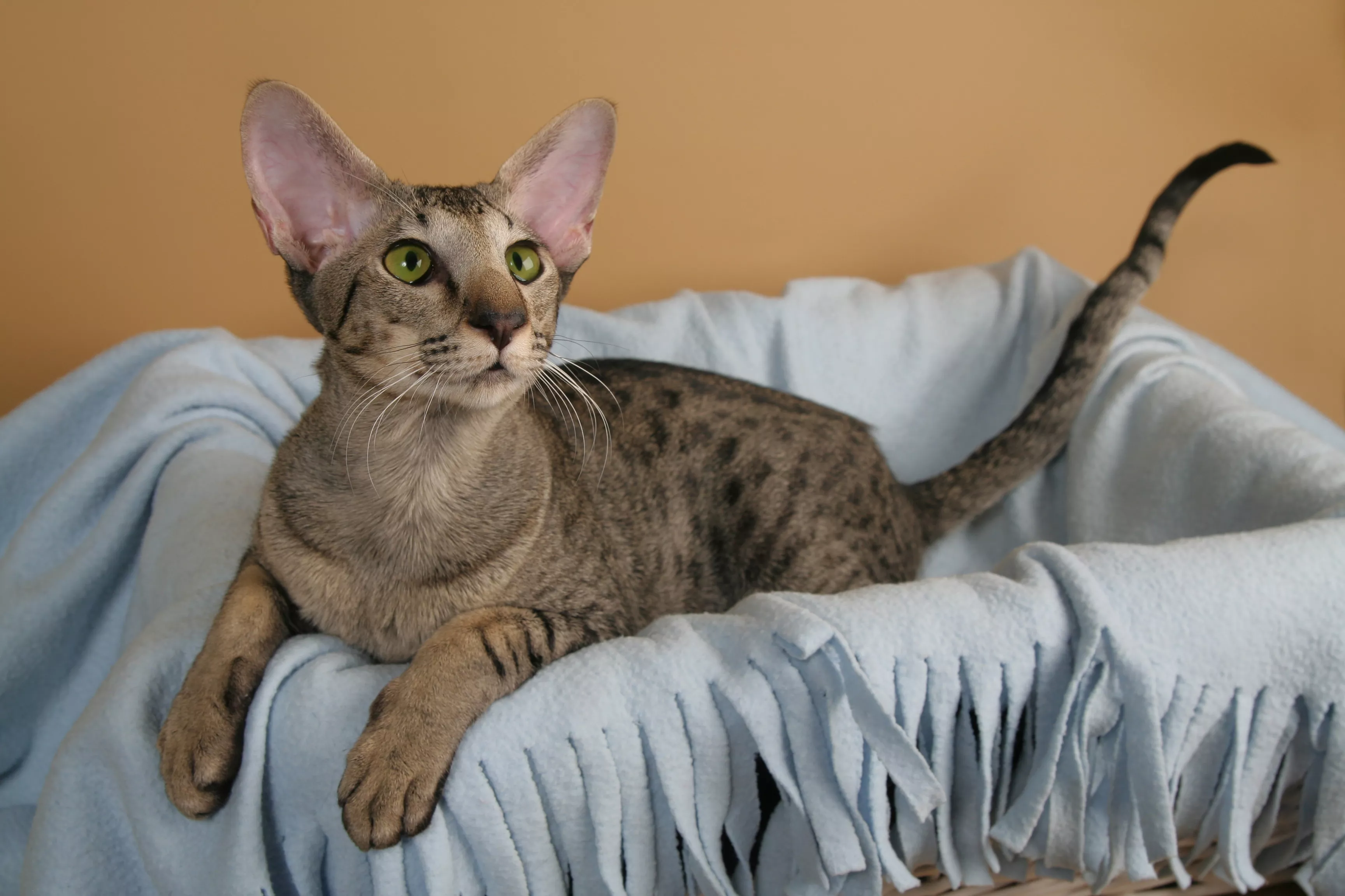 Exploring the Distinct Characteristics and Proper Care for Oriental Shorthair Cats: An In-Depth Breed Overview - amazingmindscape.com