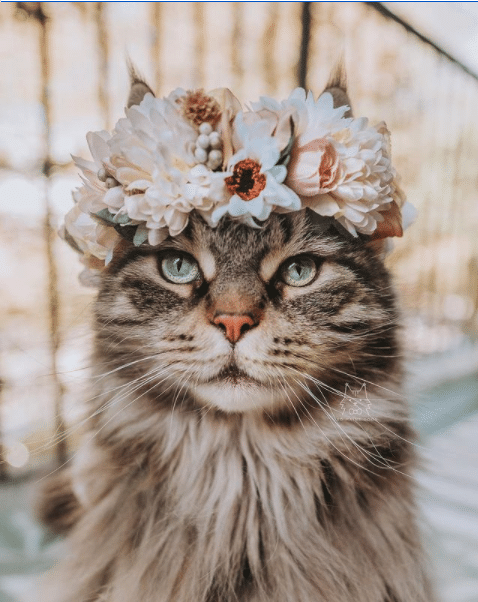 Leo The Maine Coon: The King of the Feline Kingdom (And His Siblings Are Well Aware!)