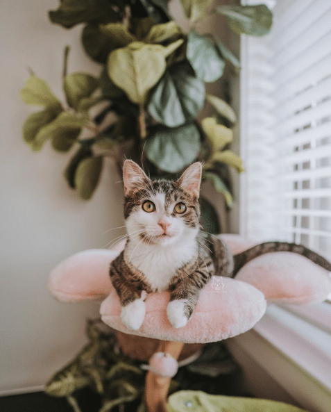 Leo The Maine Coon: The King of the Feline Kingdom (And His Siblings Are Well Aware!)