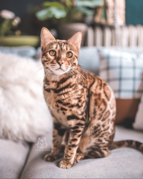 Leo The Maine Coon: The King of the Feline Kingdom (And His Siblings Are Well Aware!)