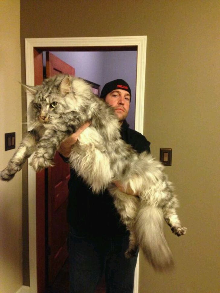 Monarch Cats: Witness the Grandeur of 21 Maine Coons Reigning Over the Feline Realm - amazingmindscape.com