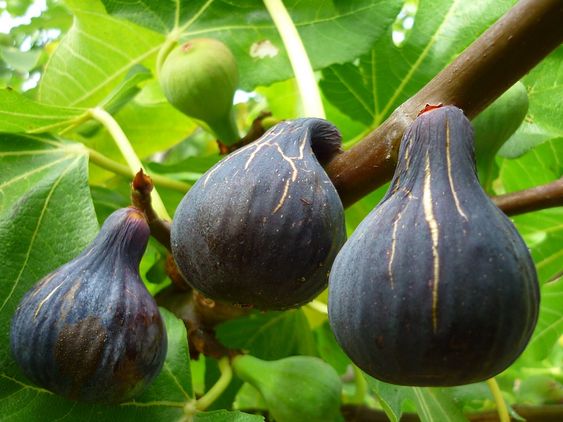 Discovering The Allure Of Ebony Figs: A Journey Into The Enigmatic Realm Of Black Figs - Nature and Life