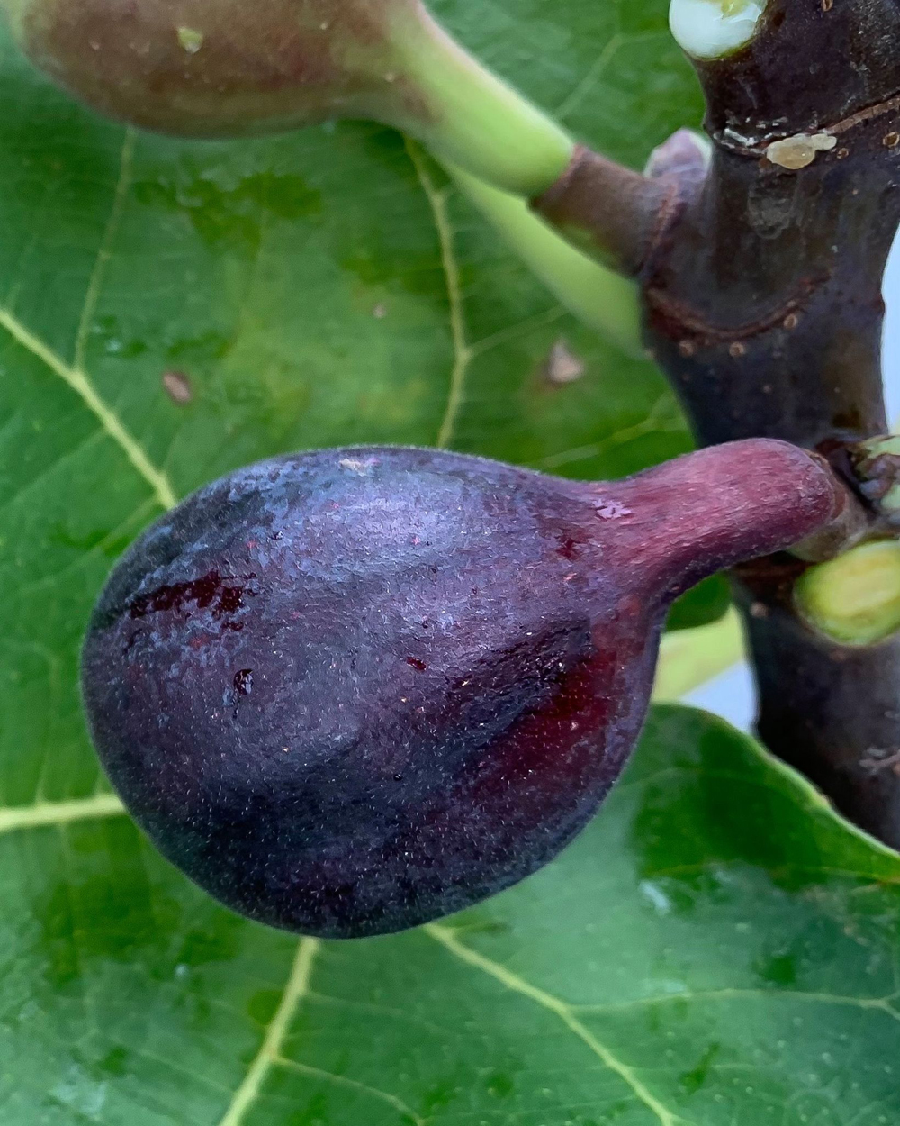 Discovering The Allure Of Ebony Figs: A Journey Into The Enigmatic Realm Of Black Figs - Nature and Life