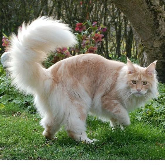 Introducing Lotus: The Magnificent Maine Coon Cat, a Giant Bundle of Affection - amazingmindscape.com