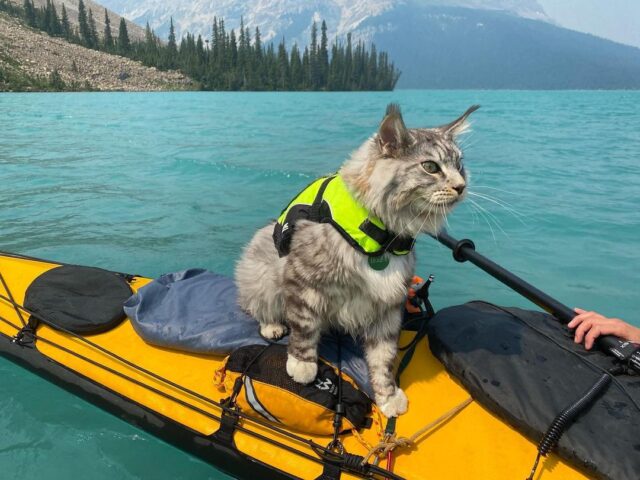 "Outdoor Adventures with Your Feline Friend: Tips from Adventure Cats"