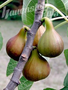 Discovering The Allure Of Ebony Figs: A Journey Into The Enigmatic Realm Of Black Figs - Nature and Life