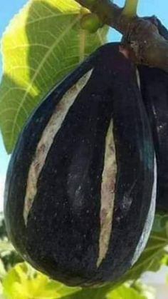 Discovering The Allure Of Ebony Figs: A Journey Into The Enigmatic Realm Of Black Figs - Nature and Life