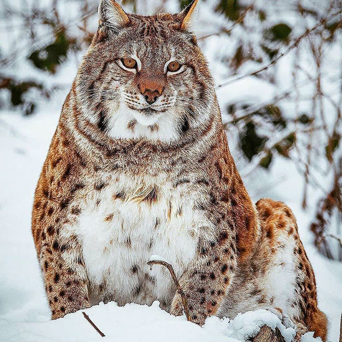 Exploring the Majestic Canada Lynx with Pawprints as Large as a Human Hand - amazingmindscape.com