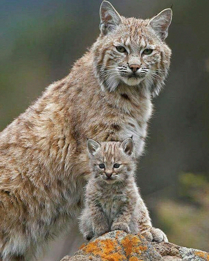 Exploring the Majestic Canada Lynx with Pawprints as Large as a Human Hand - amazingmindscape.com