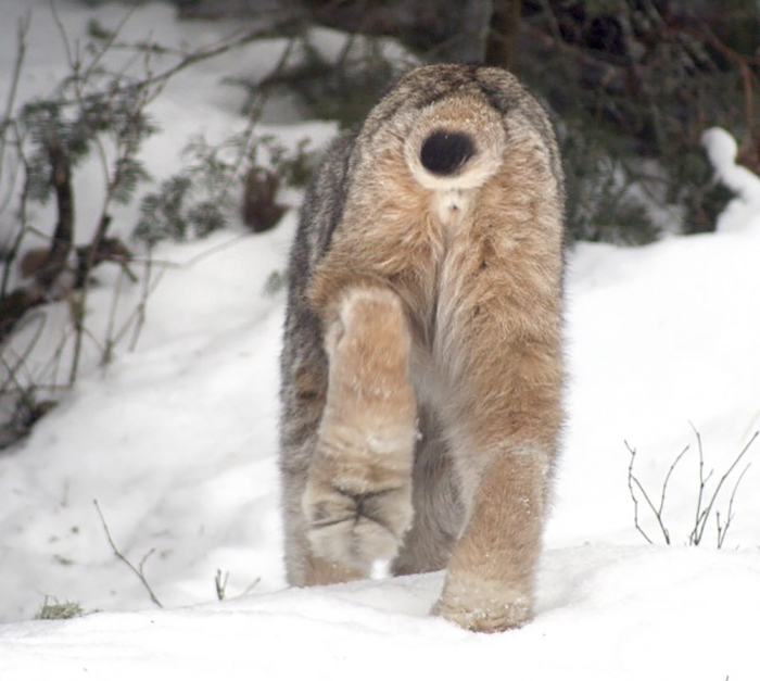 Exploring the Majestic Canada Lynx with Pawprints as Large as a Human Hand - amazingmindscape.com