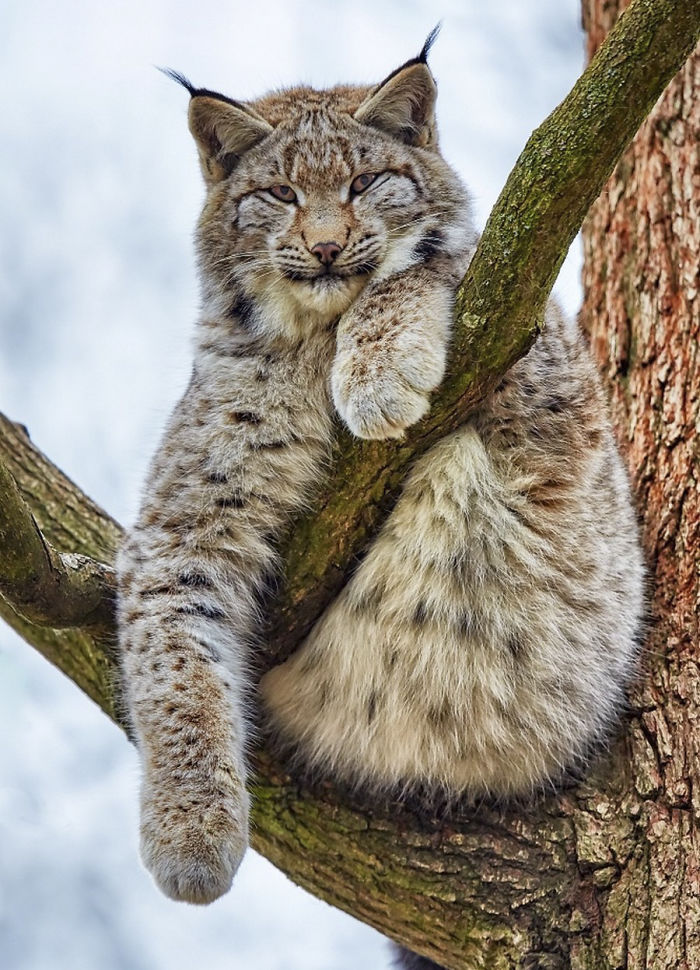 Exploring the Majestic Canada Lynx with Pawprints as Large as a Human Hand - amazingmindscape.com