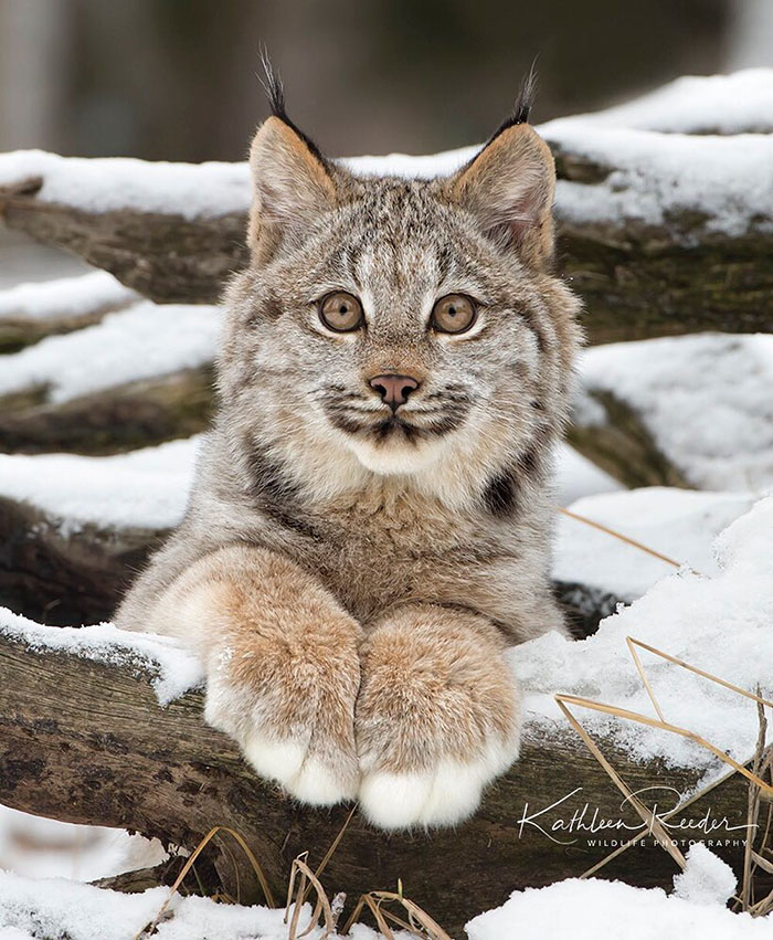 Exploring the Majestic Canada Lynx with Pawprints as Large as a Human Hand - amazingmindscape.com