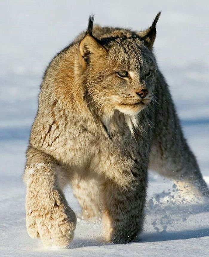 Exploring the Majestic Canada Lynx with Pawprints as Large as a Human Hand - amazingmindscape.com