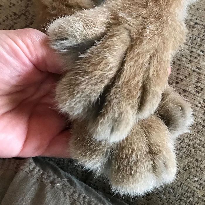 Exploring the Majestic Canada Lynx with Pawprints as Large as a Human Hand - amazingmindscape.com