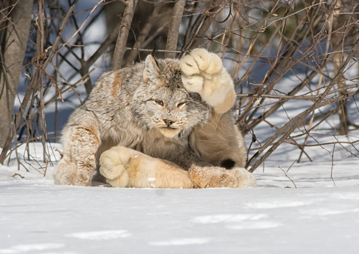 Exploring the Majestic Canada Lynx with Pawprints as Large as a Human Hand - amazingmindscape.com