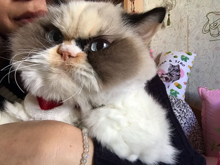 Meet Our Newest Grumpy Cat with an Even Grumpier Look Than Her Predecessor! - amazingmindscape.com